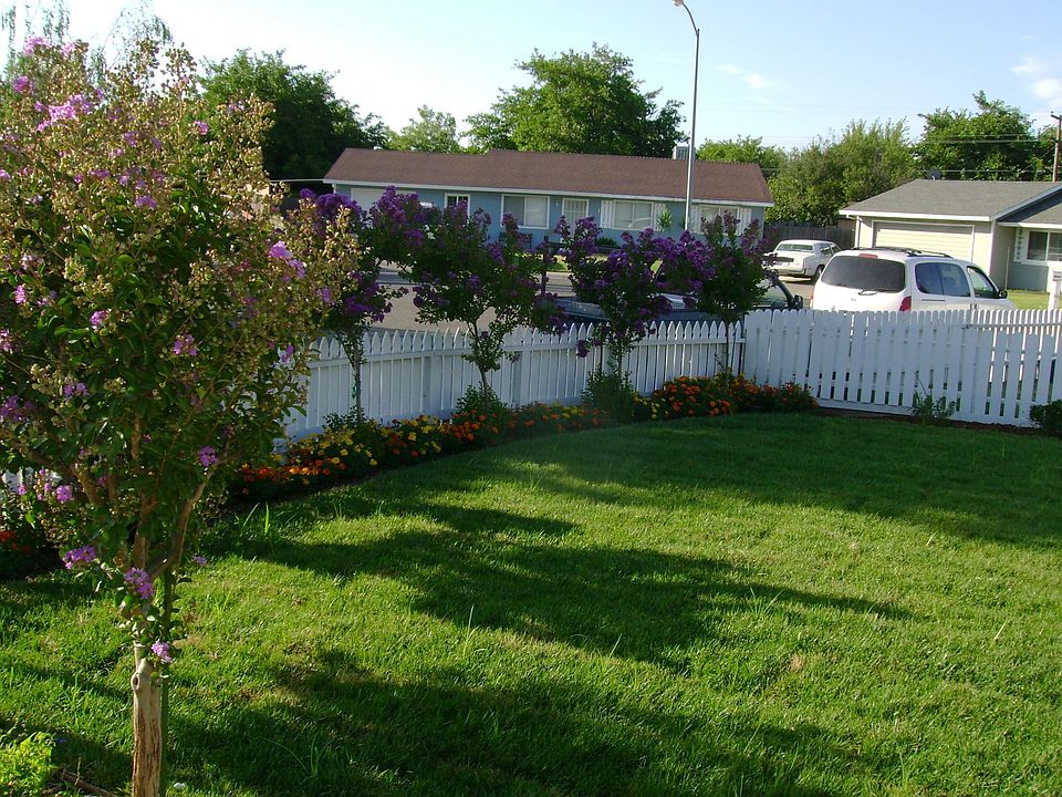 CRAPE MYRTLES IN BLOOM