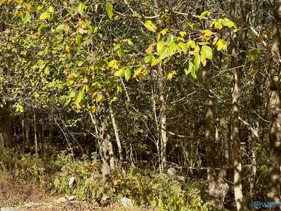 4601 Legacy Preserve Way SE, Brownsboro, AL, 35741