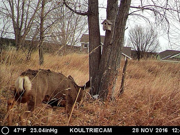 4th image of 454 Lionel Ln