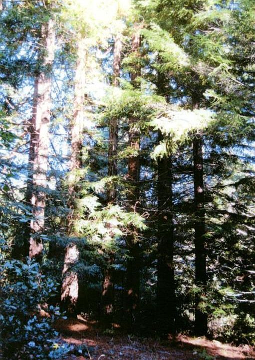 70790 Dr, Leggett, CA 95585 Zillow