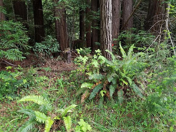 3rd image of 17500 Redwood Springs Dr