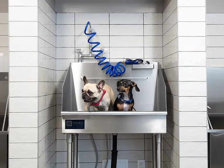 On-Site WAG Pet Spa
