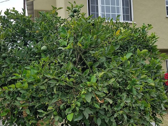 Dwarf Lemon Tree