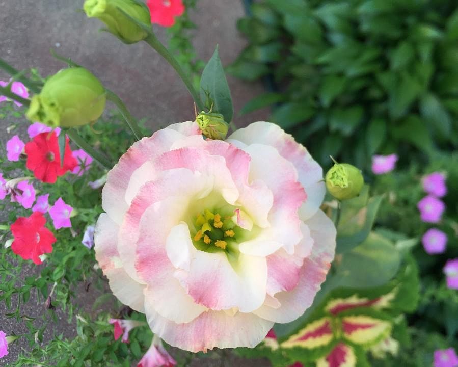 Great flower gardens