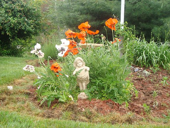 Poppy, lavender & lily bed