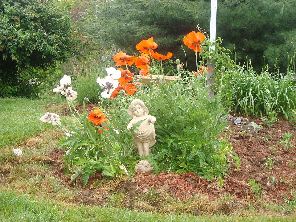 Poppy, lavender & lily bed