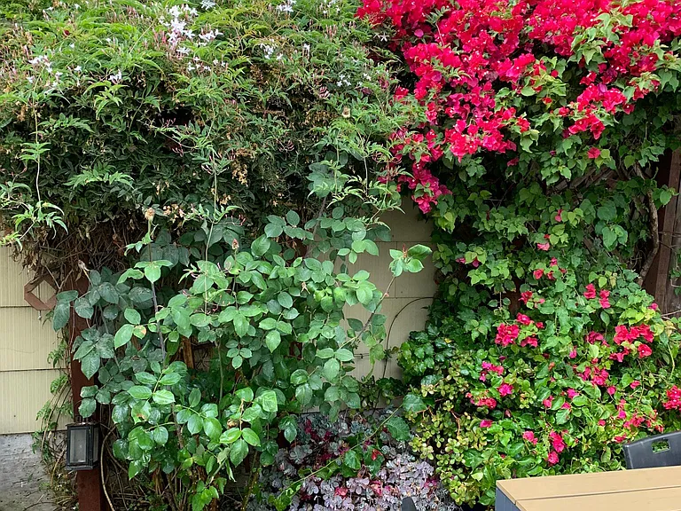 Jasmine, rose, bougainvillea. Shared table and chairs seats six.