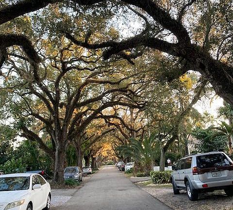 Tree lined street.