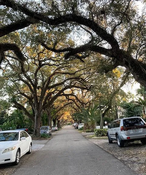 Tree lined street.
