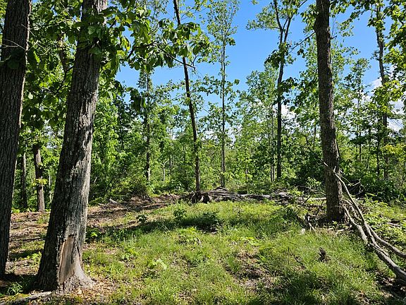 Oaks on the northwestern portion of the property.
