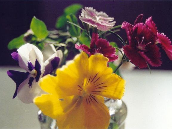 flowers from the garden, 2001.