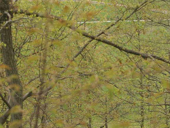 Wooded Portion of Lot