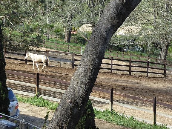 view of neighbors horses