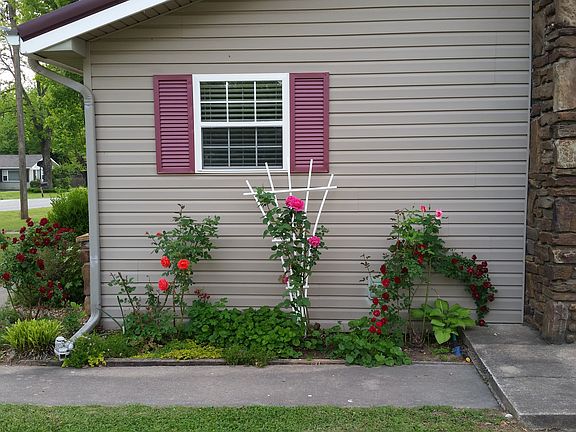 fragrant & beautiful roses
