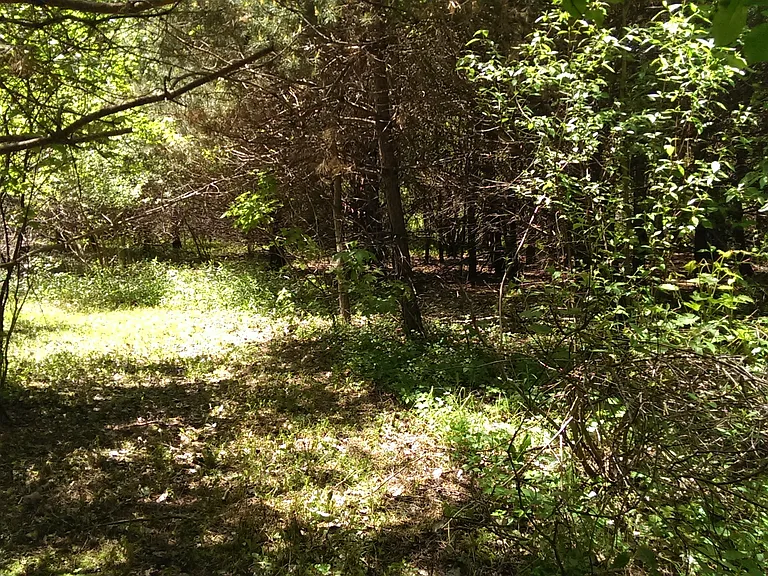 4772 Bailey Bridge Rd — Photo 23
