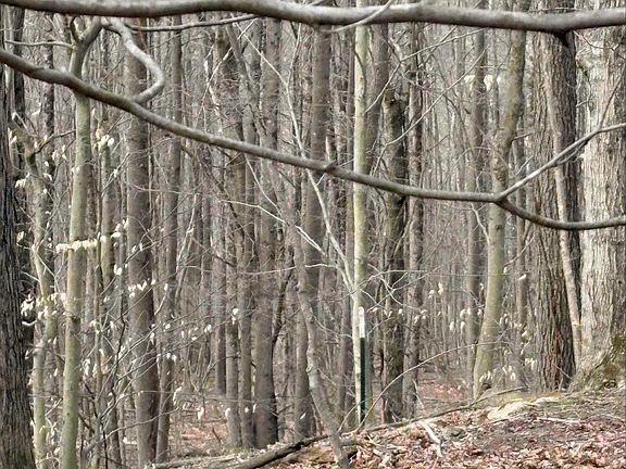 4th image of Pine Grove Rd