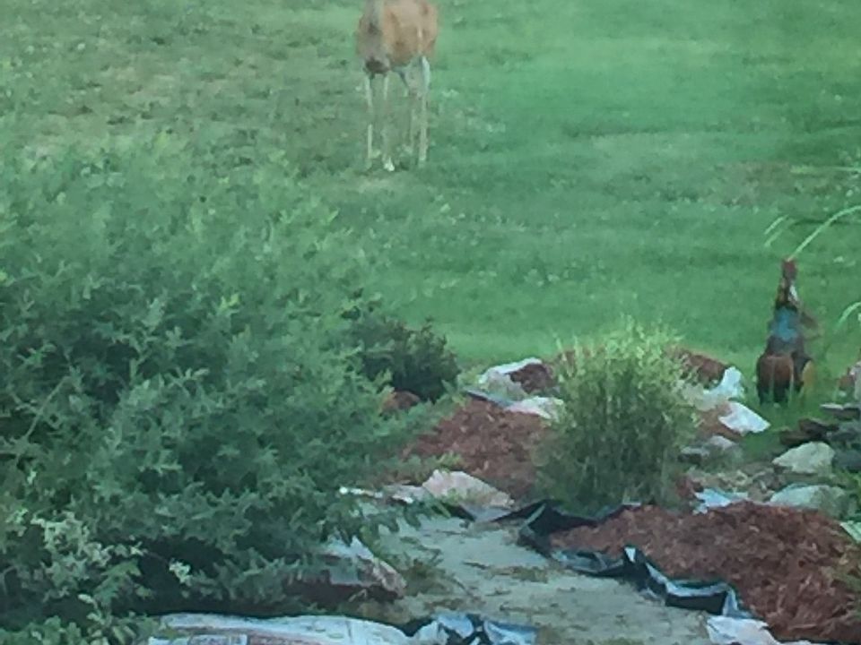 your own backyard deer