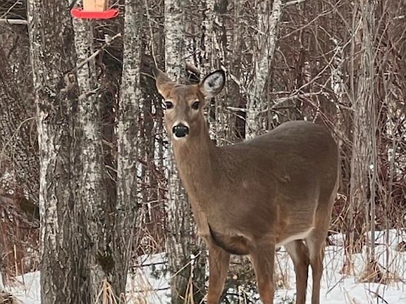 3rd image of 265 Mink Ranch