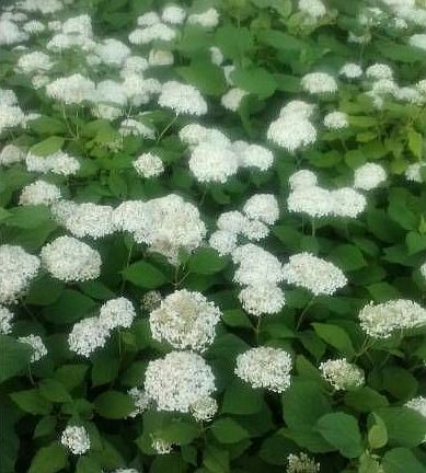 Lush, mature landscaping