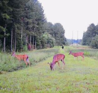 No Little Black Creek Rd, Lumberton, MS, 39455