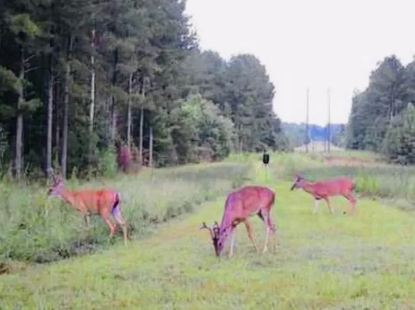 No Little Black Creek Rd, Lumberton, MS 39455