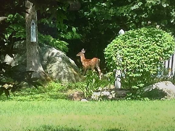 3rd image of 125 Nashua Road