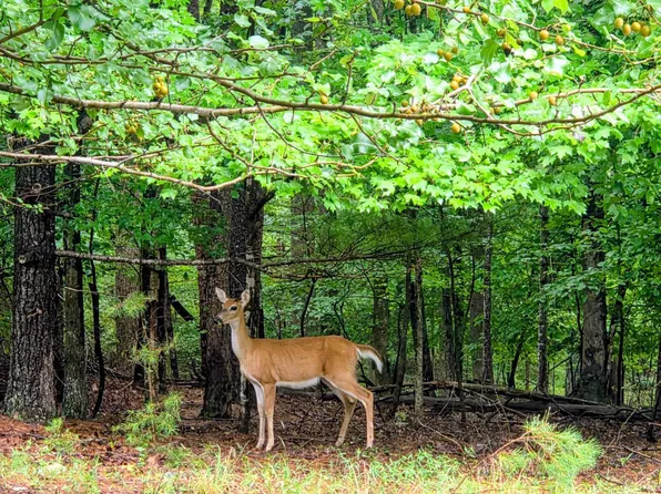 0 Gap Bridge Rd Lot 25, Moneta, VA 24121