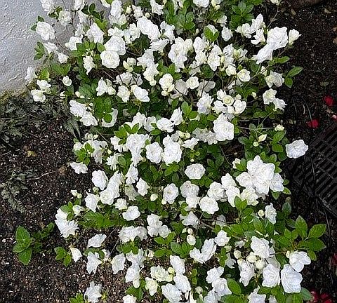 Sweet jasmine in courtyard