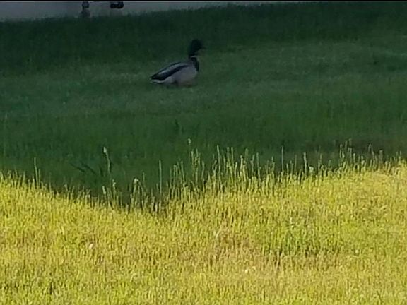 All Grass