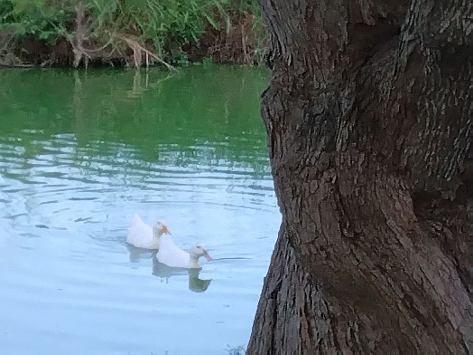 Mae and James swimming in pond
