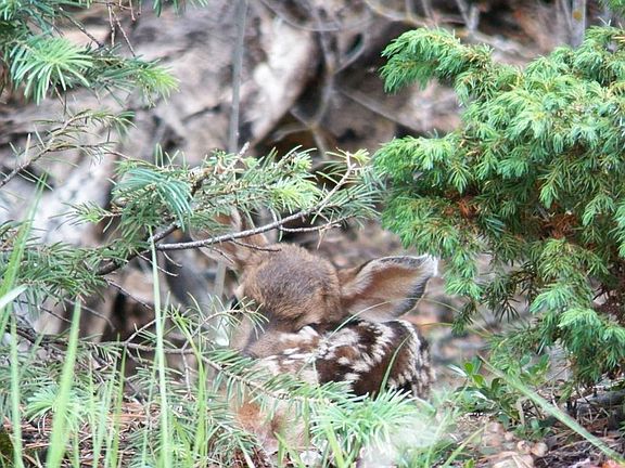 5th image of Tbd Mount Elbert Dr