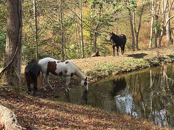 4th image of 4325 Cave Springs Rd
