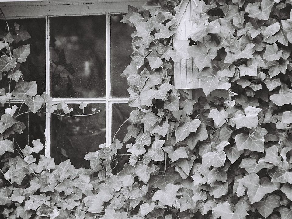 garden 2