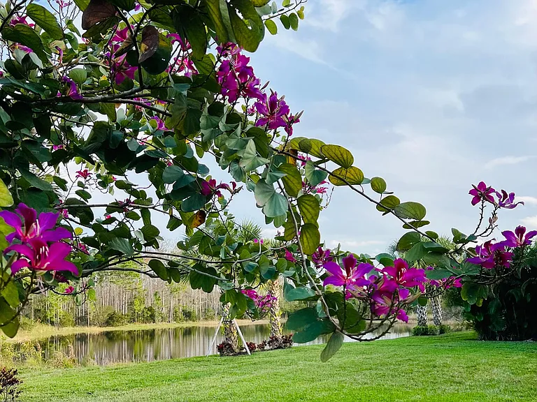 View from kitchen window featuring Hong Kong Orchid tree