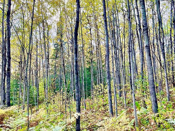 2nd image of #11 Mountain Trail