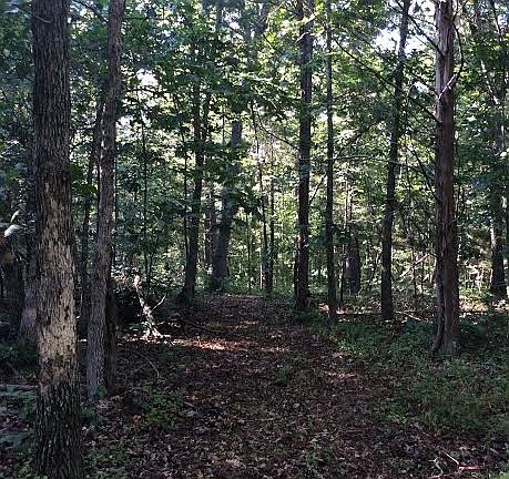 Climbing to rear of property