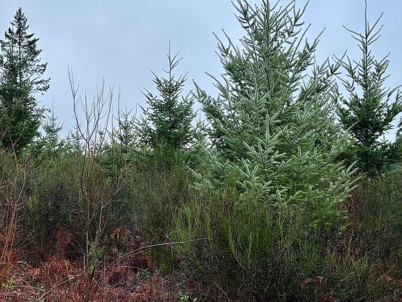 5th image of 0 S Shibley Rd