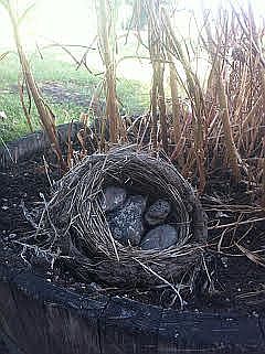A nest for your family.