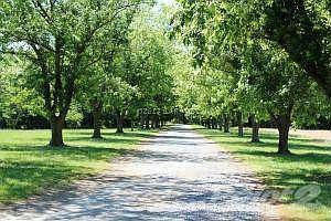 TREE LINED DRIVEWAY FROM PORTER MILL