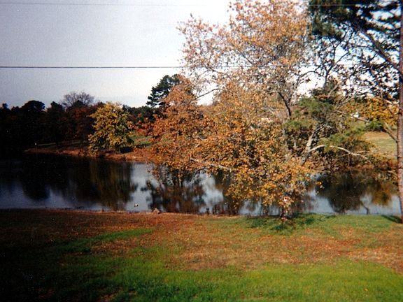 back yard