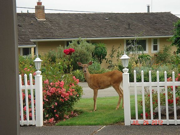 Deer in front yard