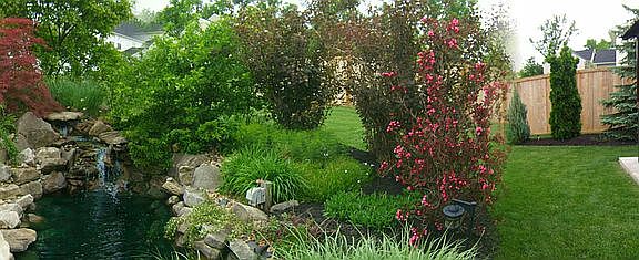 back yard (spring)