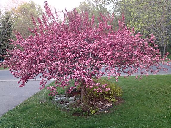 Streetside Flowering Crab