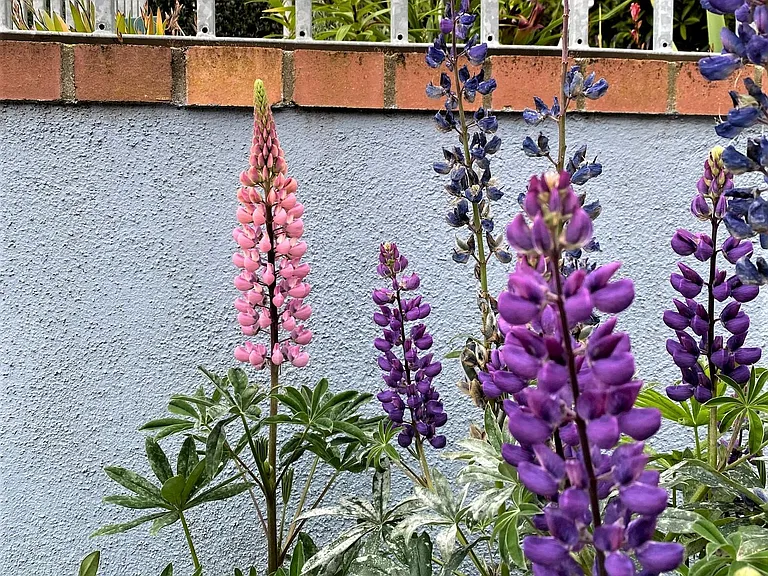 Studio Lupine Garden