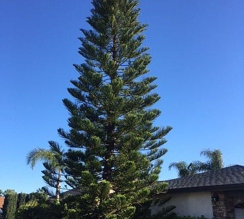 Front House & Star Pine Tree