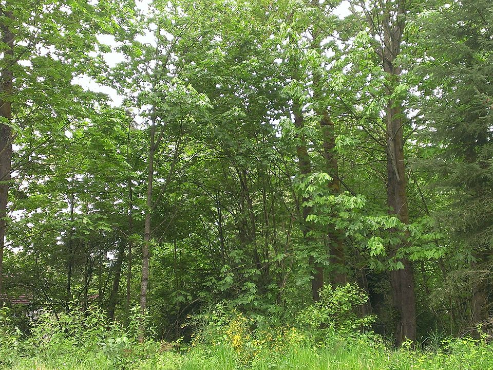 Old growth trees