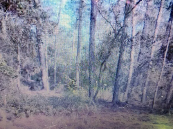 113 Carr Pl, Satsuma, FL 32189