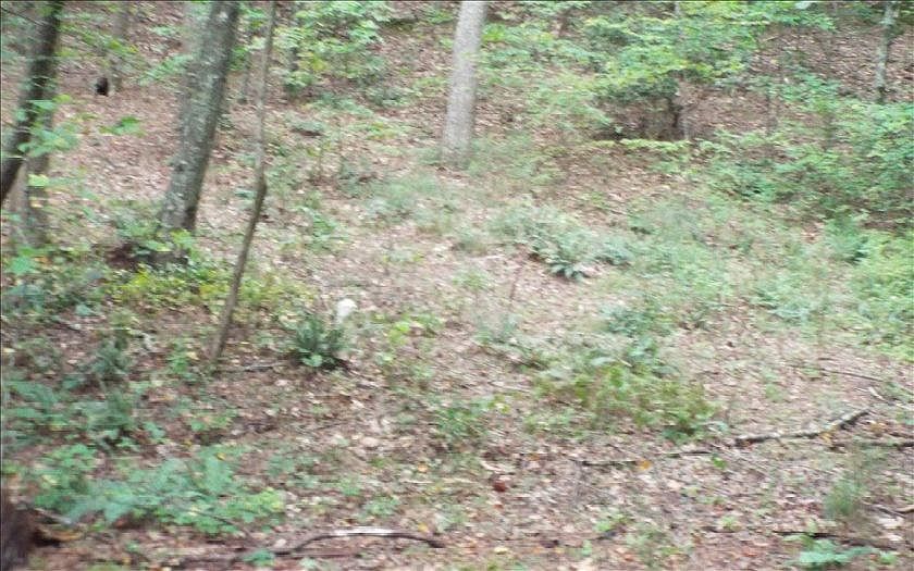 2nd image of Spring Lake Trl