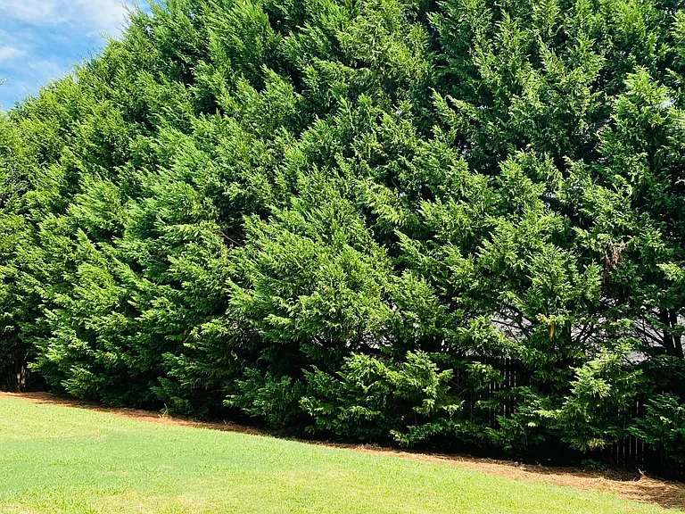 Backyard, beautiful evergreen trees
