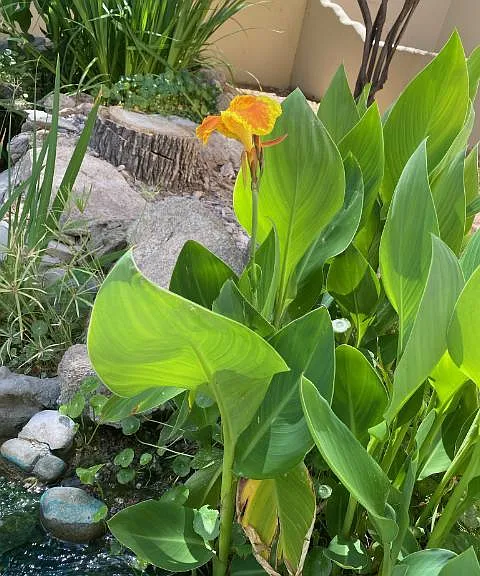 Community trail: there are several ponds with water plants with flowers